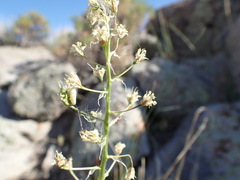 Melanthieae