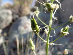 Melanthieae