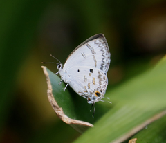 Hypolycaena kina