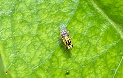 iNaturalist observation photo of Thaumatomyia