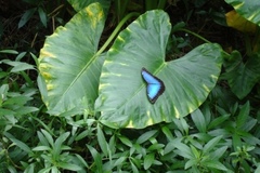 Morpho helenor montezuma