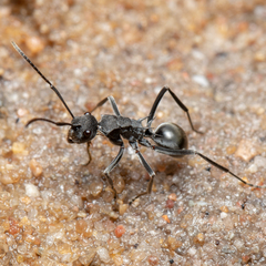 Polyrhachis sokolova