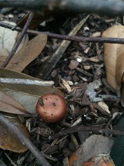 Leratiomyces ceres