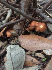 Leratiomyces ceres