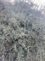 Lonicera subspicata subspicata