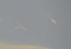 Oryzias sinensis