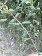 Lonicera subspicata subspicata