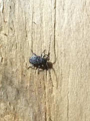 Ecyrus