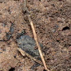 Polyrhachis sokolova