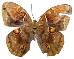 Opoptera staudingeri staudingeri
