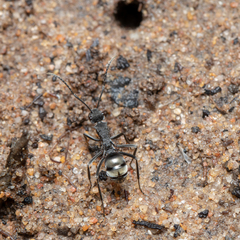 Polyrhachis sokolova