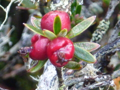 Cyathodes straminea