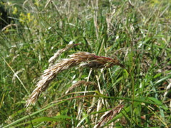 Anthoxanthum redolens