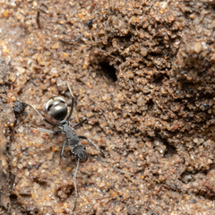 Polyrhachis sokolova
