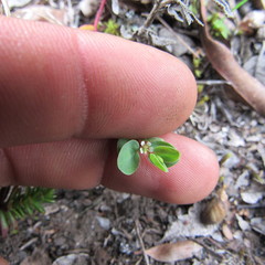 Euphorbia orbiculata