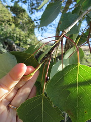 Chrysomela schaefferi
