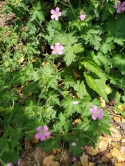 Geranium × oxonianum