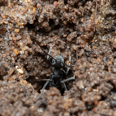 Polyrhachis sokolova