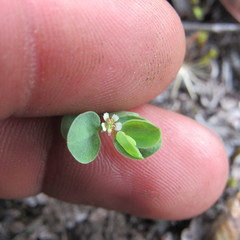 Euphorbia orbiculata