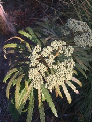 Lyonothamnus floribundus