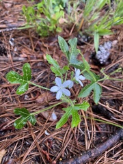 Cnidoscolus stimulosus