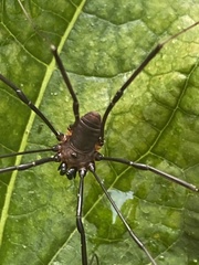 Leiobunum calcar
