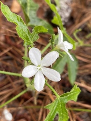 Cnidoscolus stimulosus