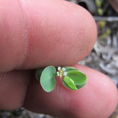 Euphorbia orbiculata