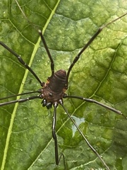 Leiobunum calcar