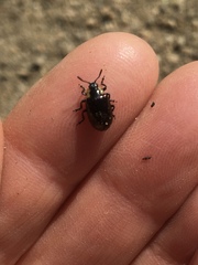 Chrysomela schaefferi