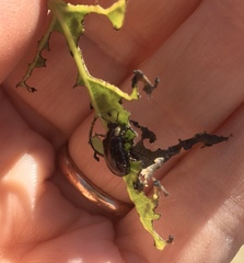 Chrysomela schaefferi