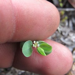 Euphorbia orbiculata