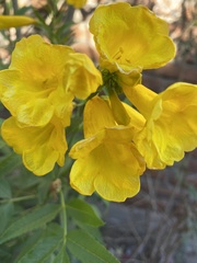 Tecoma stans