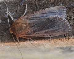 Ufeus plicatus