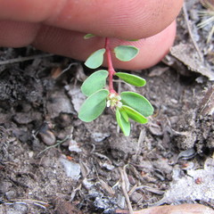 Euphorbia orbiculata