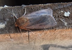 Ufeus plicatus