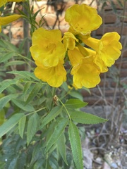 Tecoma stans