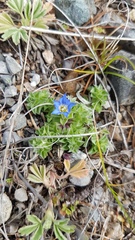 Gentiana squarrosa