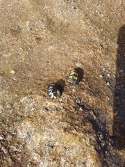 Nerita versicolor