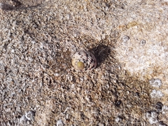 Nerita versicolor