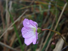 Geranium multiceps