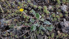 Potentilla sericea