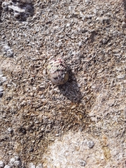 Nerita versicolor