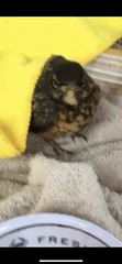 Turdus migratorius