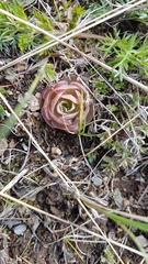 Orostachys malacophylla
