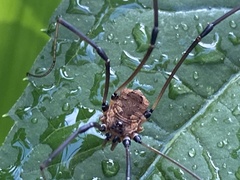 Leiobunum calcar
