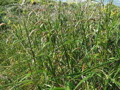 Anthoxanthum redolens