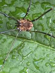 Leiobunum calcar
