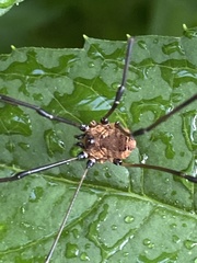 Leiobunum calcar