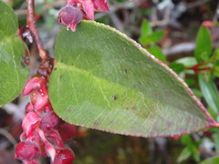 Gaultheria erecta
